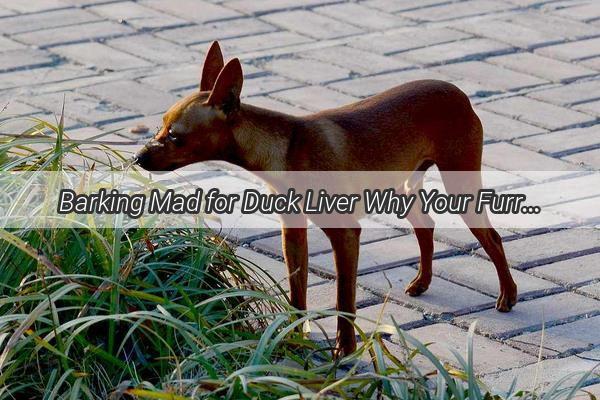 Barking Mad for Duck Liver Why Your Furry Friend Cant Get Enough of This Tasty Treat